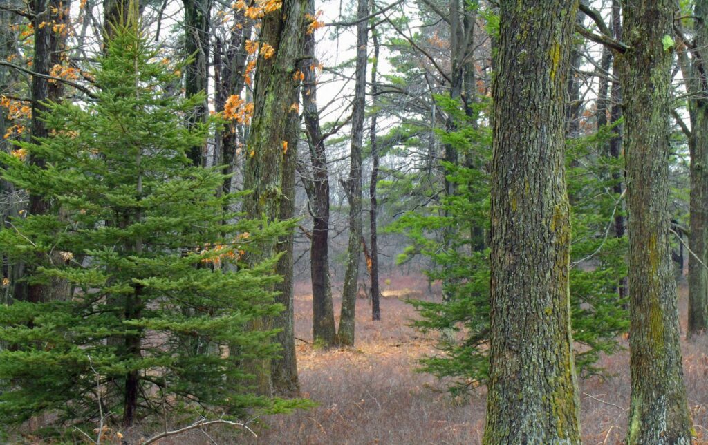 Woods
