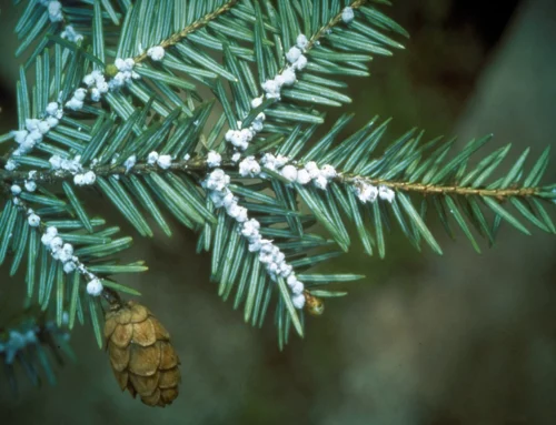Hemlock Woolly Adelgid (HWA) Treatment Update