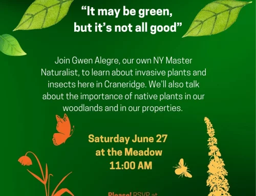 Nature Walk with Gwen: Learn About Invasives and Native Species in Craneridge