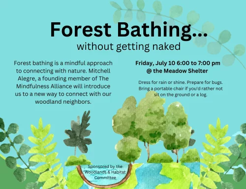 Forest Bathing Without Getting Naked